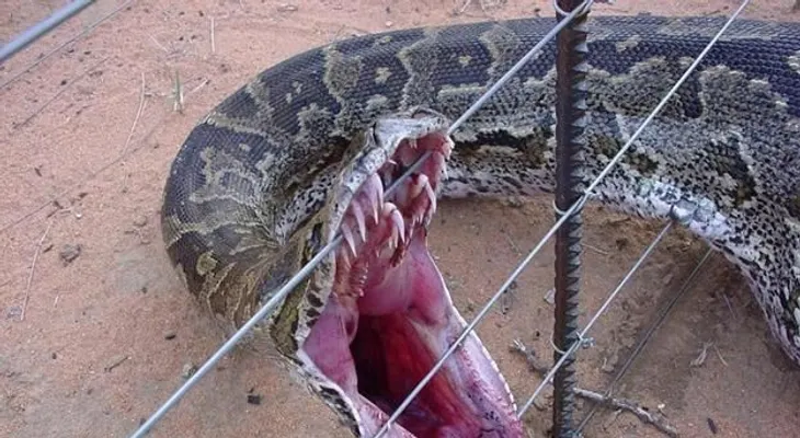 Enorme serpiente 20 pies largos se encuentra suelta a 45 kilómetros del Alto Manhattan