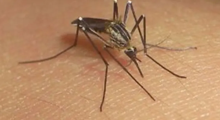 Colombia alerta ante llegada del chikungunya 