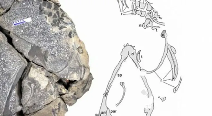 Fósiles de dragón demuestran hay vida después de una gran extinción 