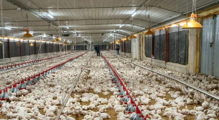 Pro Consumidor garantiza abastecimiento de pollo para Navidad y reporta precios estables