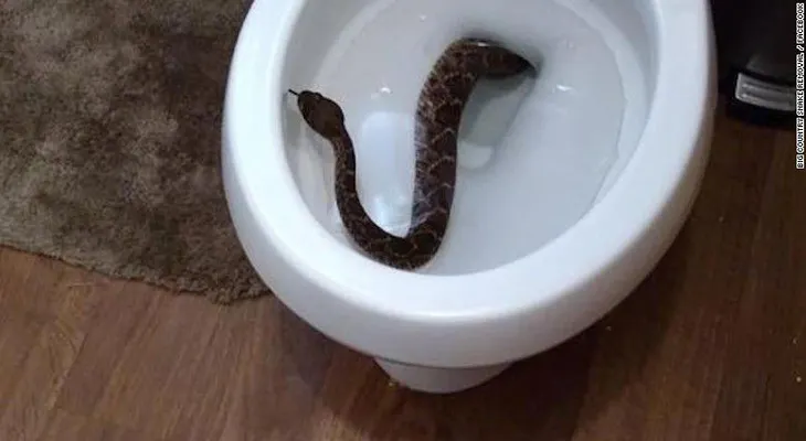 ¡Sorpresa! Este niño encontró una culebra en el inodoro de su casa