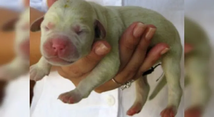 Insólito. Perrito nace con piel verde