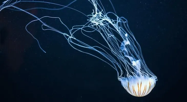 FAO valora insectos y medusas para garantizar alimentación mundial 