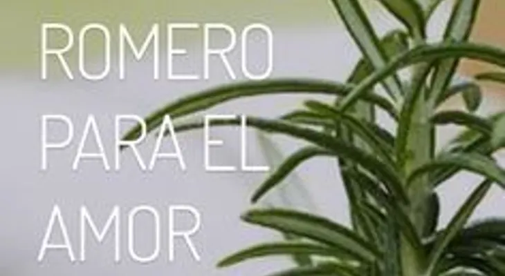 Ritual con romero para el amor y la belleza
