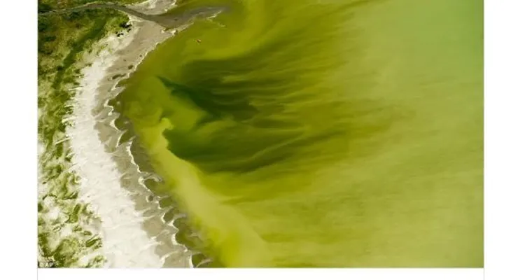 Espectacular florecimiento de algas en un lago de EE.UU. deja 130 personas intoxicadas 