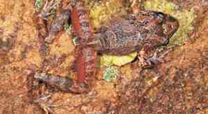 Encuentran en reserva boliviana especia de rana única en el mundo