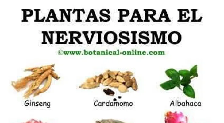 La lechuga sirve contra la ansiedad y el nerviosismo, es útil contra el insomnio y reduce el colesterol