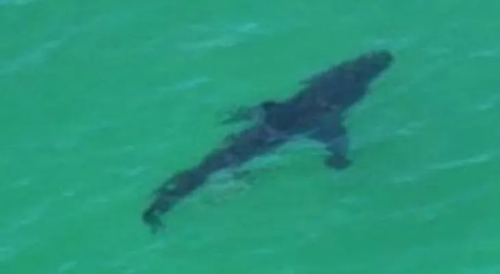 Tiburón mata a un hombre en Australia 