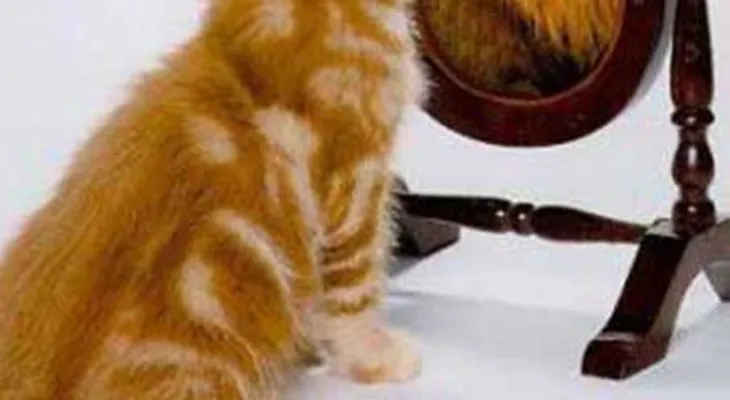 De León a gatito
