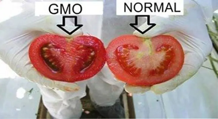 Cómo identificar los alimentos modificados genéticamente en las tiendas y mercados