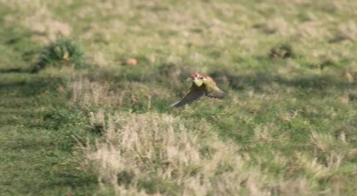 Esta foto de un pájaro y una comadreja revoluciona las redes