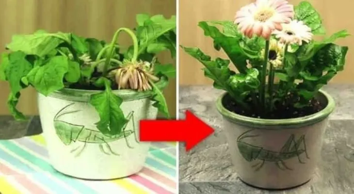 Ponle estos 3 ingredientes a tus plantas sin vida y observa como vuelven a florecer!