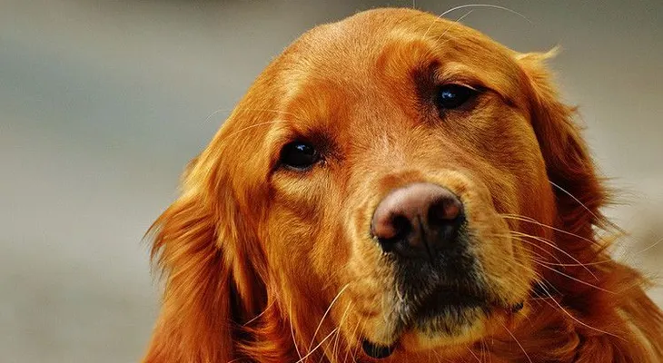 Cariño canino: Los perros comparten el mismo ritmo cardíaco de sus dueños