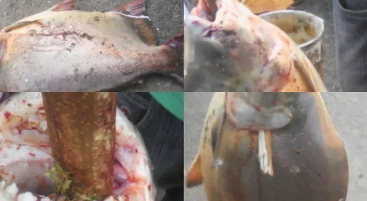 Atrapan un pez con cavidad bucal similar a los humanos 