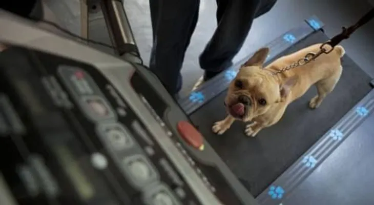 México: Perros conquistan nuevo mercado de lujo