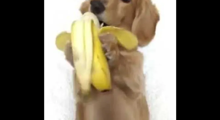 Un perro llamado Clor ð??? se come una banana