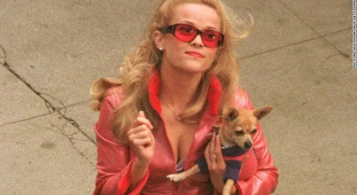 Murió el Chihuahua de "Legally Blonde"
