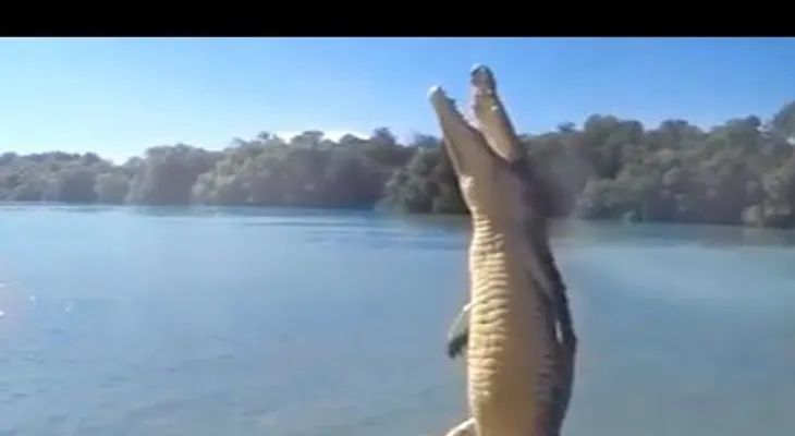 El salto de cocodrilo que te hará pensar dos veces antes de jugar con ellos (VIDEO)