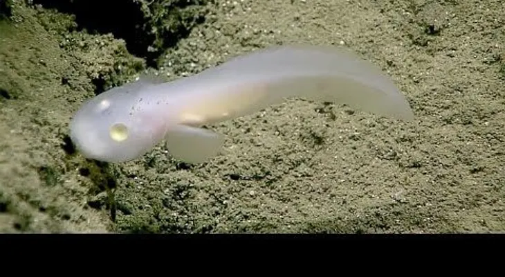 Observa por primera vez en VIDEO el misterioso pez fantasma