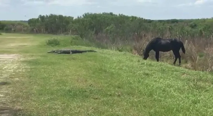 La sorprendente pelea de un caballo salvaje con un cocodrilo