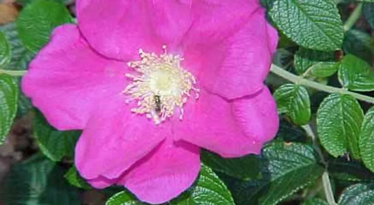 Remedios para las boqueras, llagas..., Aceite de Rosa Mosqueta