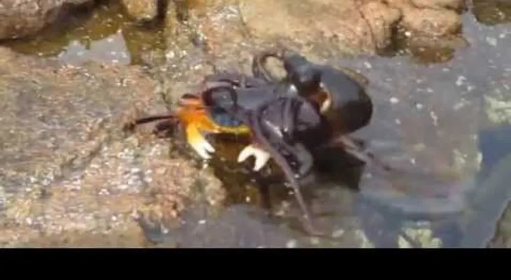 Un pulpo sale del agua para perseguir a un cangrejo... (VIDEO)