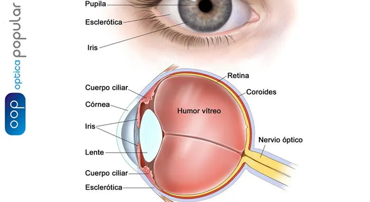 La uveítis; (inflamación en capa media del ojo), puede provocar la pérdida permanente de la visión