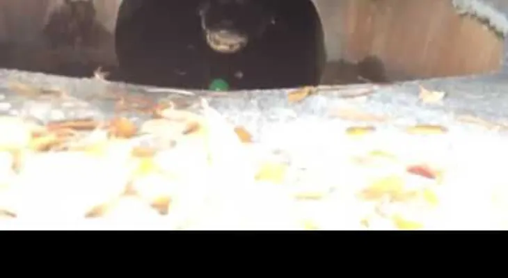 Su pelota cae en una alcantarilla y cuando intenta sacarla, que miedo...