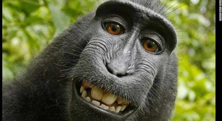 Famosa ?selfie? de un mono lleva a un fotógrafo a la Corte por derechos de autor