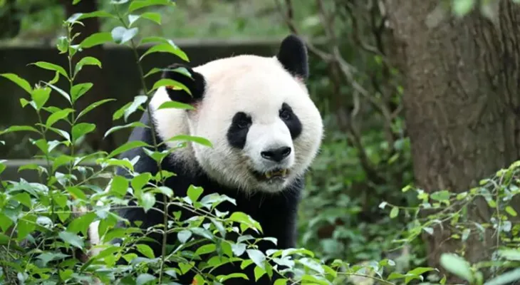 Ping Ping y Fu Shuang: los nuevos pandas diplomáticos que China envía a Atlanta