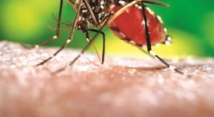 5 trucos para que no te azote la chikungunya 