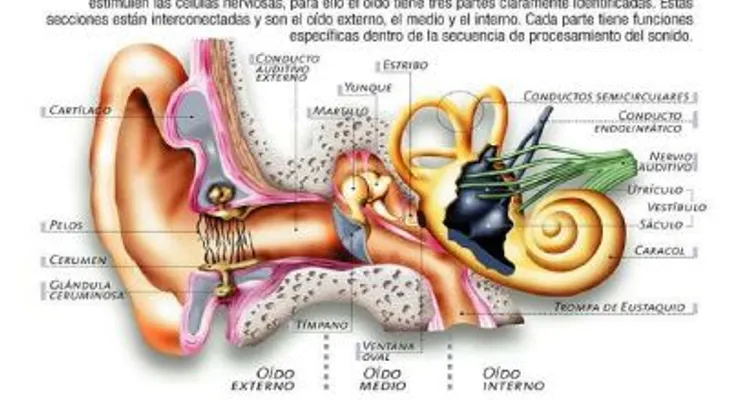 Manipularse los oídos puede provocar infecciones y otros daños a la salud, advierte especialista