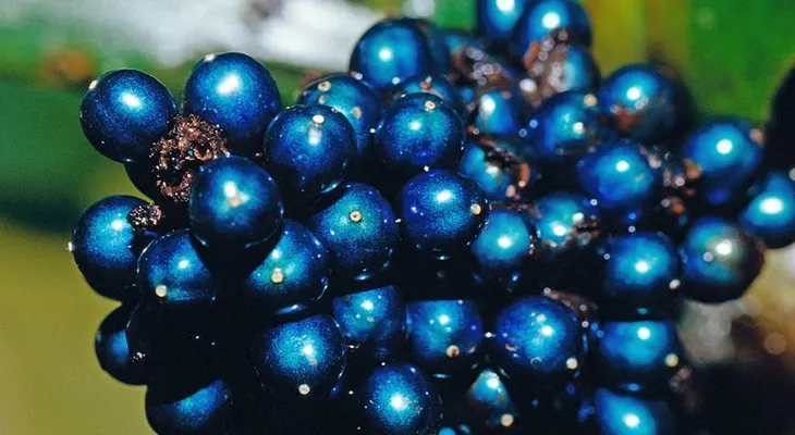 El brillante azul de la Pollia condensata