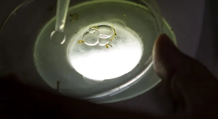 España vigila su primer caso de chikungunya