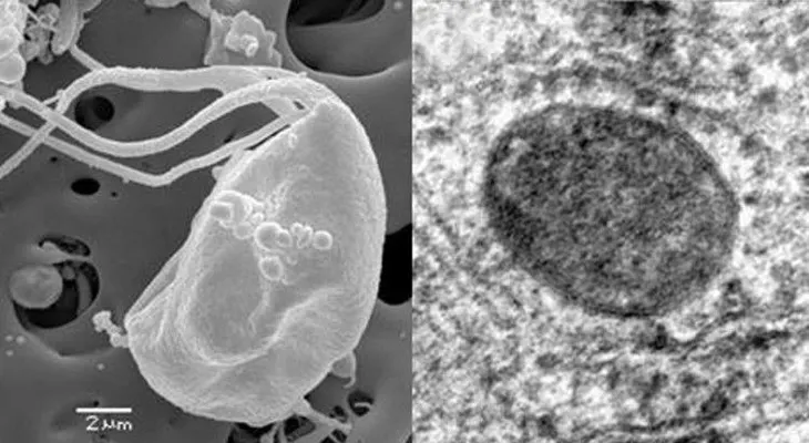 Hallan un microbio imposible que contradice a la ciencia