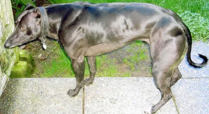 Científicos chinos crían perros Schwarzenegge' mediante ingeniería genética