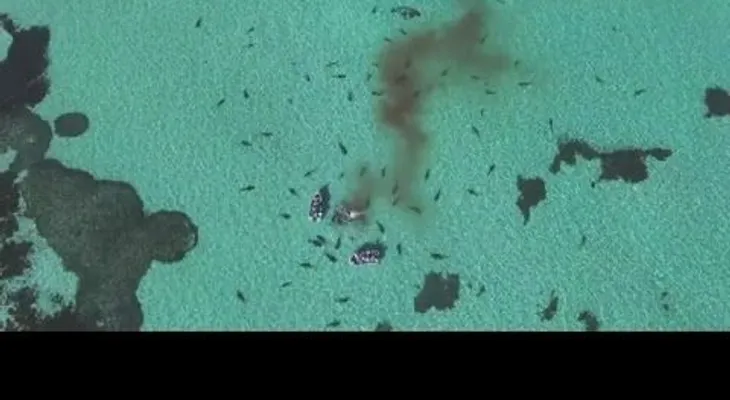 70 tiburones atacaron y se comieron una ballena solitaria (VIDEO)