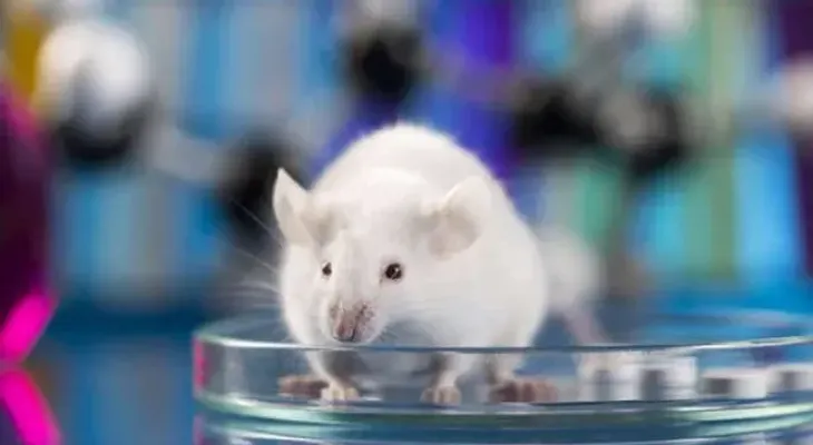 Organoides cerebrales humanos trasplantados a ratas responden a estímulos visuales