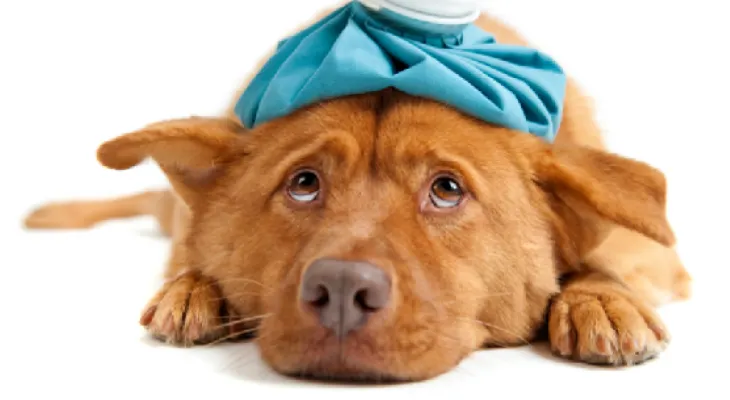 ¿Cómo salvar la vida de tu perro si es envenenado?