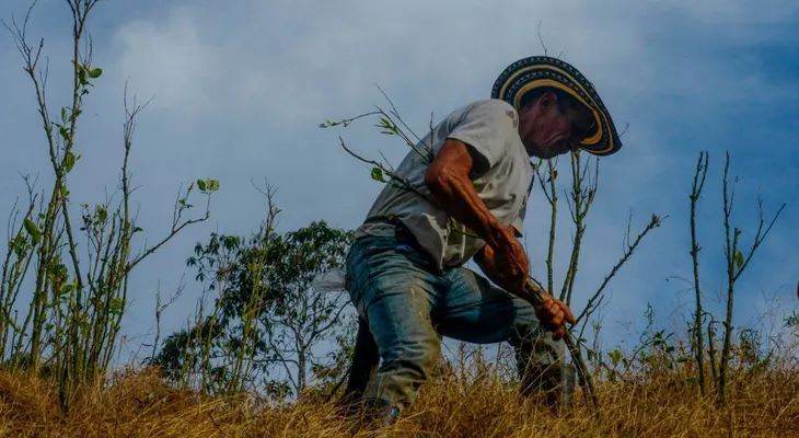 ¿Por qué Colombia no alcanzará a cumplir la meta de erradicar 50.000 hectáreas de cultivos de coca?