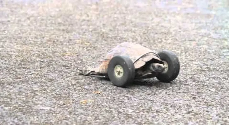 Video: salvan la vida a una tortuga discapacitada usando un par de ruedas