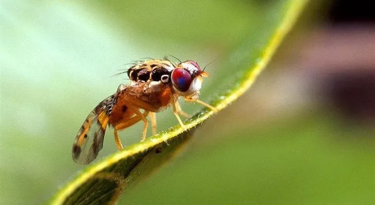  La mosca de la fruta ofrece una alternativa a los programas de reconocimiento 