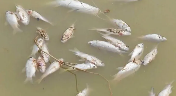Cientos de peces mueren de forma extraña en Laguna Redonda, Miches