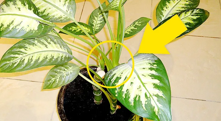 ¡Mucho Cuidado: Esta planta puede quitarle la vida a un niño en un 1 minuto