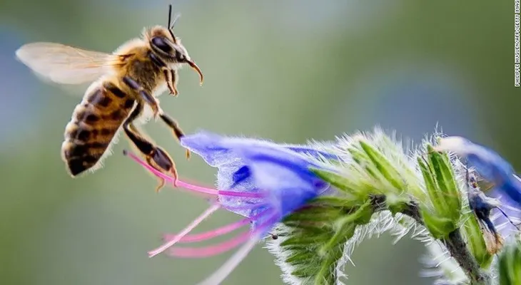 Mariposas, abejas y escarabajos: varios polinizadores están peligro de extinción, advierte un estudio