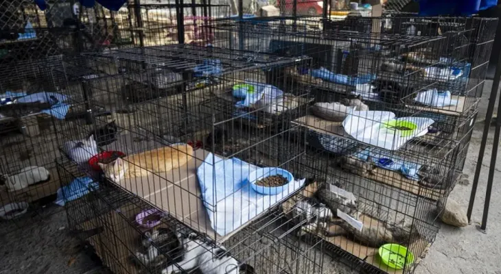 Más de 700 mascotas rescatadas tras los terremotos en Venezuela esperan adopción en refugio de La Guaira