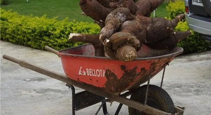 Cosechan plantón de yuca de 144 libras en Valverde   