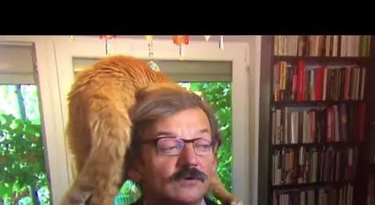 Un gato arruina la entrevista a un académico y se hace viral