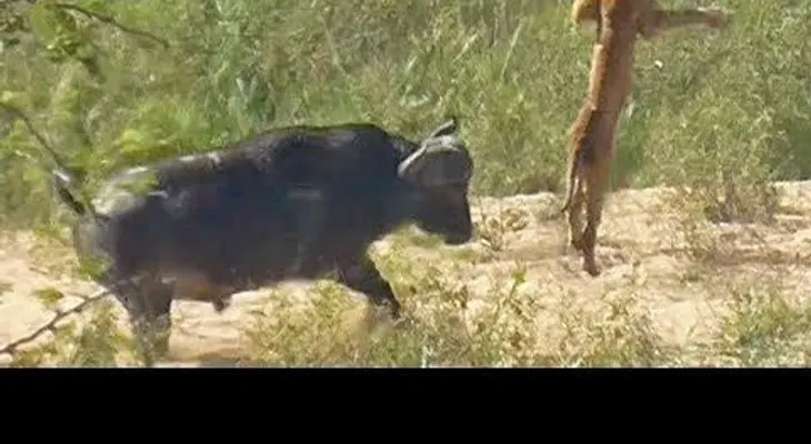 Búfalo salva culebra de las garras de un león