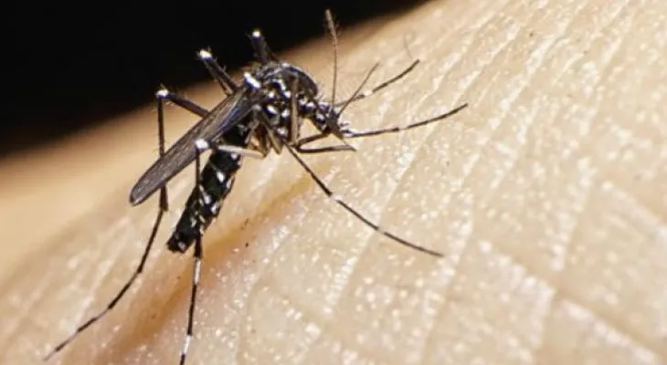 ¡Alerta! 10 datos que debes saber sobre el virus del Zika